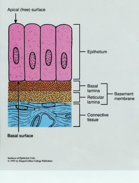 Typical Arrangement of Epithelial