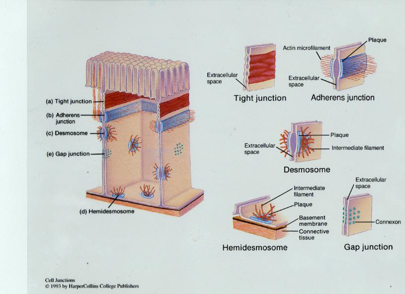 Types of Cell Junctions Epithelial Tissues These tissues are classified according to the