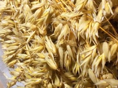 Dietary potential of new variety in Latvia originated hull-less oat Stendes Emīlija Breeding and investigation of crops Dietary value Beta glucan α-tocopherol total phenolics radical scavenging