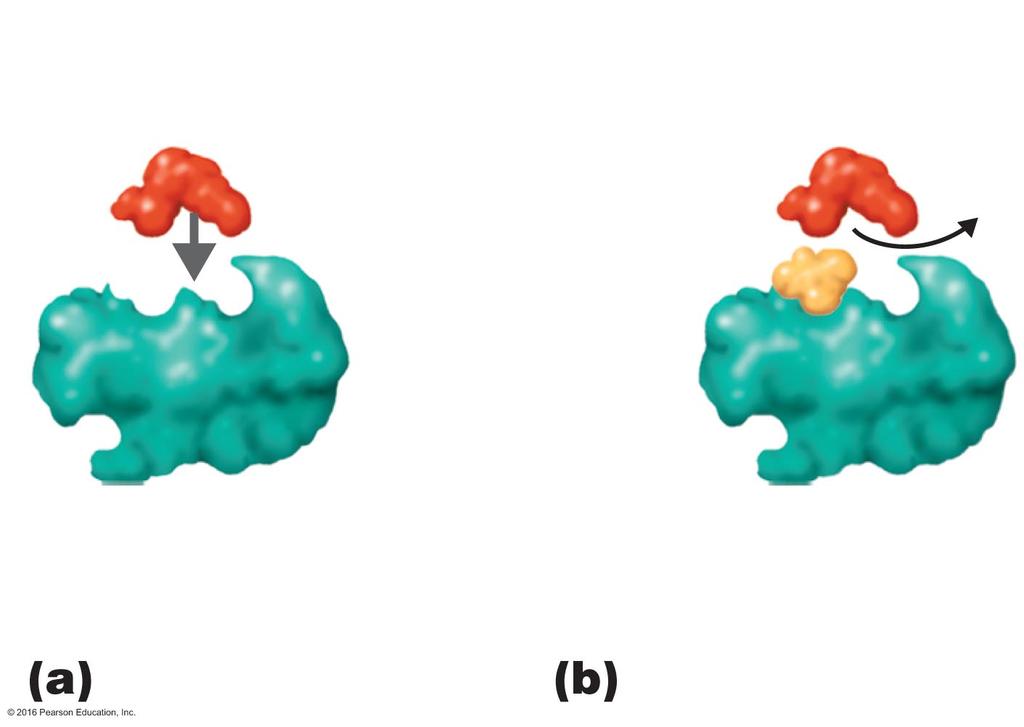 Figure 5.7a-b Enzyme inhibitors.