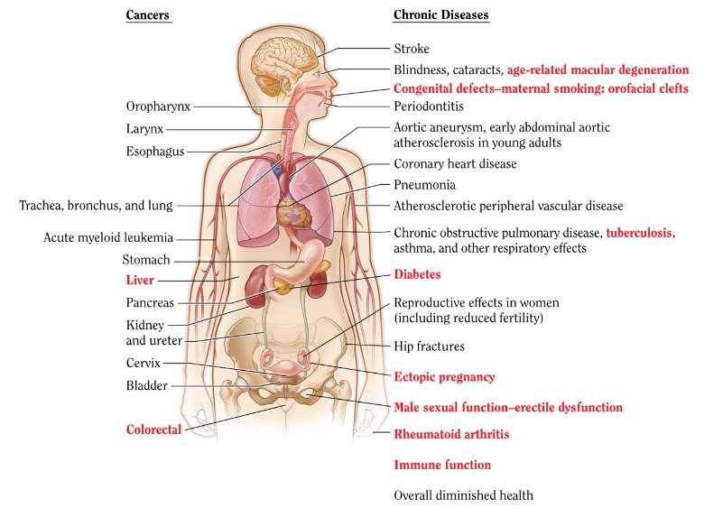 Health effects of smoking Red Recently described smoking related diseases