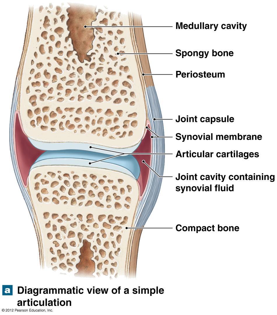 Classification of Joints Synovial joints All synovial joints have six basic characteristics A joint capsule (dense regular CT) The presence of articular