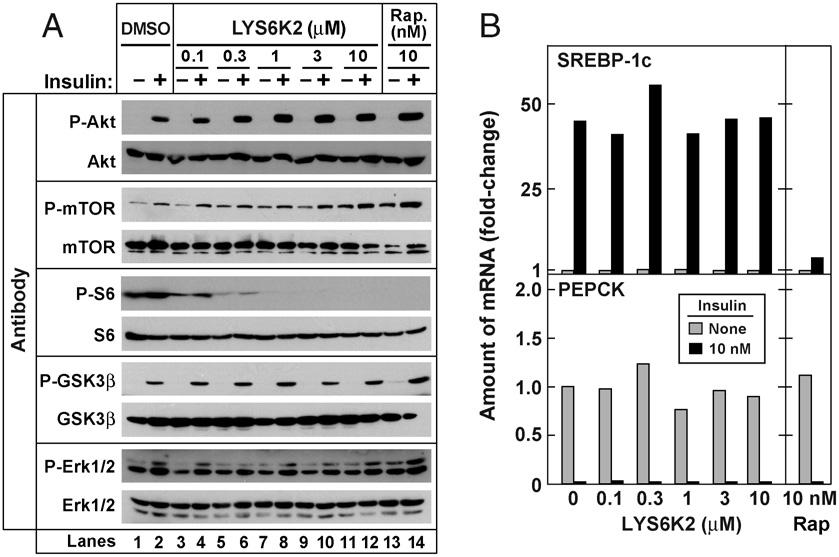 Fig. 3. Effect of rapamycin on levels of mrna encoding SREBP-1c and its target genes in livers of rats subjected to fasting and refeeding. Two groups of male Sprague Dawley rats were fasted for 48 h.