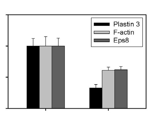 Changes in the distribution of, actin regulatory protein Eps8, and basal ES proteins following a KD of plastin 3 in adult rat testes in vivo.