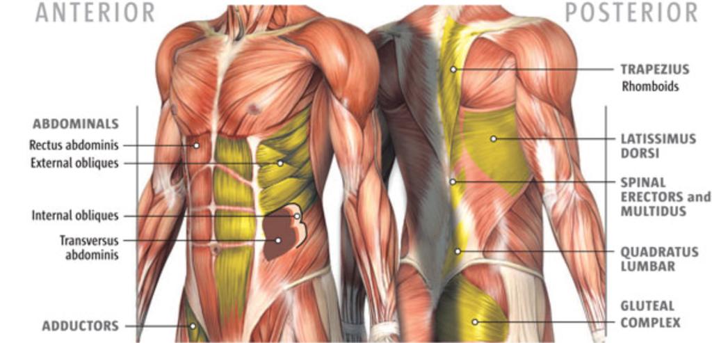 By strengthening the trunk muscles (transverse abdominis, internal and external obliques, rectus