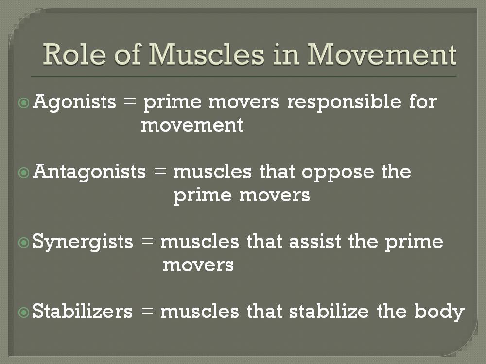 *Agonists are the main muscles responsible for the action. *Antagonists oppose the agonists and can help neutralize actions.