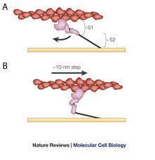 Sliding Filament Theory: the most popular model that describes muscular contraction The thick myosin filament