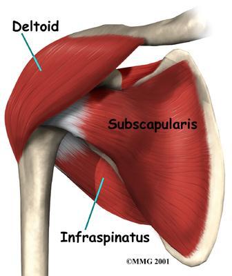 tendons with oblique muscle fibers