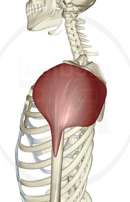 Line of Pull The direction of a muscle s force is referred to as its line of pull.