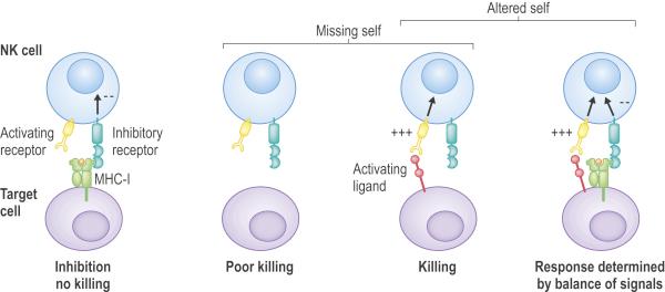 NK cell recognition of target cells Clinical Immunology: Principles and Practice, 3rd ed., Elsevier, ch. 18, p.