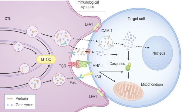 Mechanisms of cytotoxic T lymphocyte (CTL)-induced cell death: a form of assisted suicide Perforin: disrupts cell membrane Granzyme A: cleaves nuclear proteins and facilitates doublestranded DNA