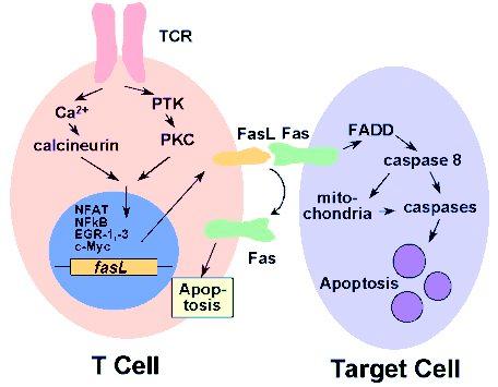 272 (2008) Mechanisms of cytotoxic T lymphocyte (CTL)-induced cell death: Fas/FasLigand and TRAIL/TRAIL receptors TRAIL TRAIL-R Thomas Brunner lab website, Fas expressed on target cell: Fas expressed