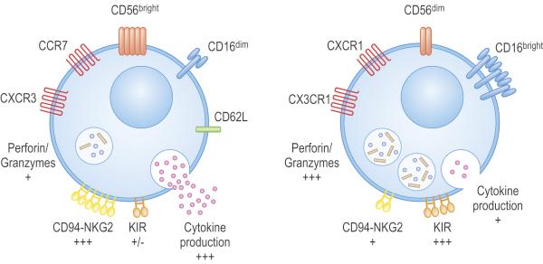 Natural Killer Cells Surveillance function: NK cells are found in: Peripheral blood Secondary lymphoid organs: bone marrow, spleen, activated lymph nodes Peripheral tissue: liver, lung and the
