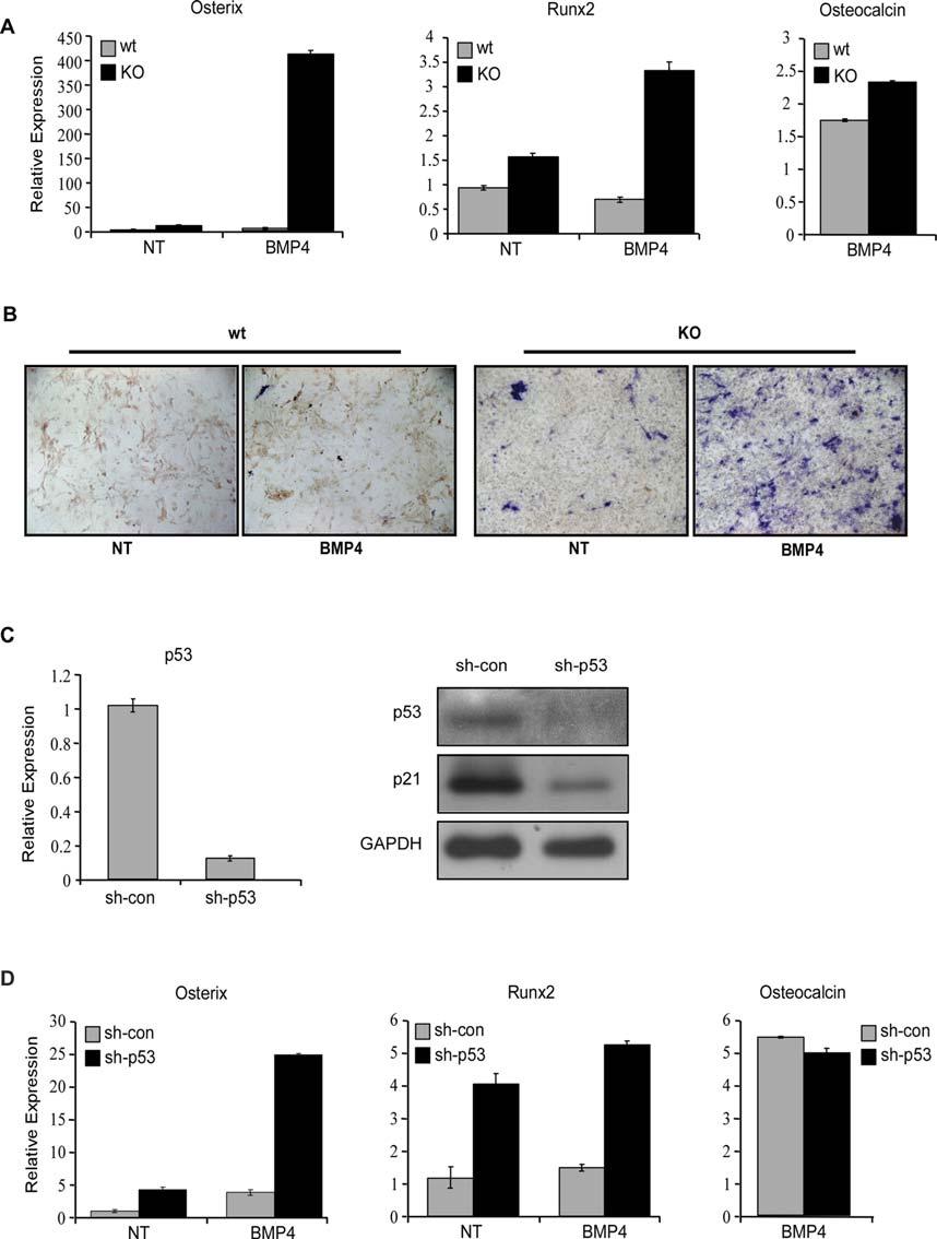 Figure 2. p53 inhibits MEFs differentiation towards the osteogenic lineage.