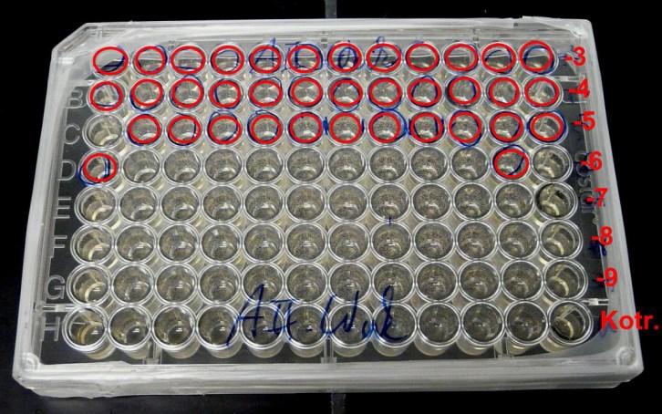 added to each row with one row consisting of control uninfected cells. It was then incubated for 10 days at 27 0 C.