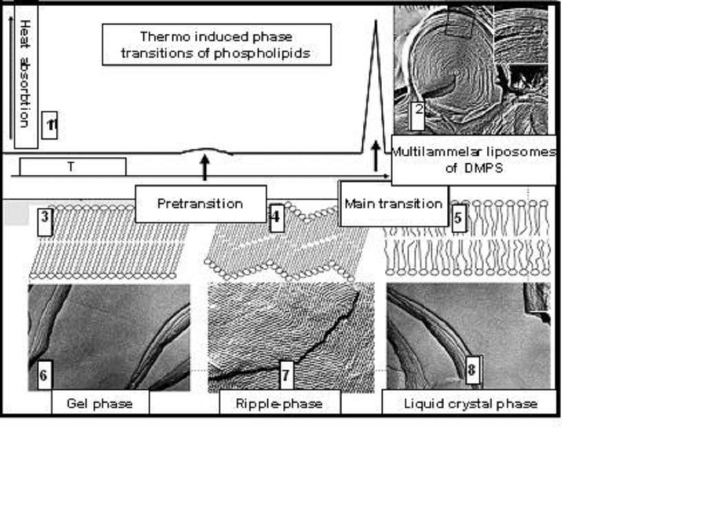 observed for certain phosphatidylcholines-membrane by electron microscopy method. In particular, it was seen that the corrugation period is different and typical for each kind of lipids.