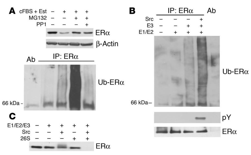 Figure 5 Src stimulates ERα ubiquitylation and degradation in vivo and in vitro.