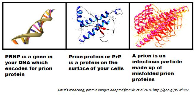 Prion diseases Normal prion protein PrP c encoded by the prion gene (PRNP) on human