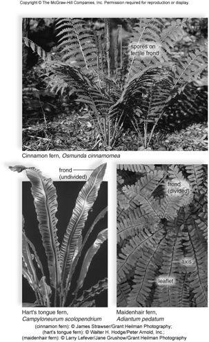 mosses Rhizome sends up aerial stems Microphylls Sporangia on