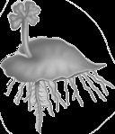 rhizome root Steve Solum/Bruce Coleman, Inc.