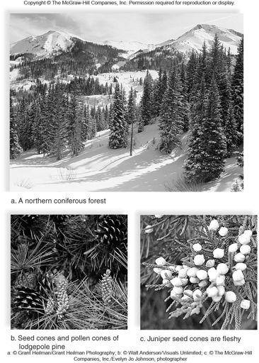 Conifers Conifers Pine, spruce, fir, cedar, hemlock, redwood, and cypress Adapted to cold, dry weather Needlelike leaves conserve