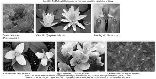 Flower Diversity Life cycle Sexual reproduction in flowering plants is dependent on the