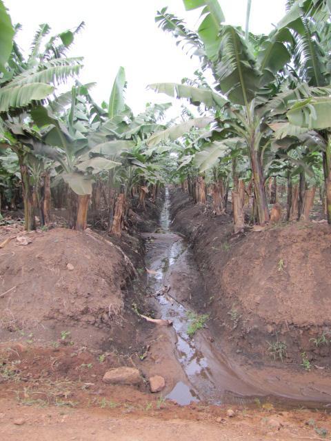 irrigation water