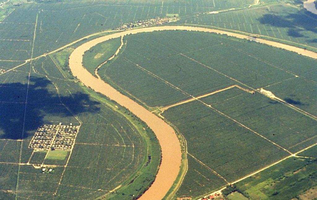 Ulua Valley, Honduras, 1994 Not a single Cavendish plant has died