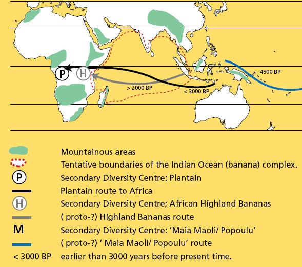 Origin of African bananas & plantains Two centers of cultivation: Wet tropics of West and Central Africa plantain East African