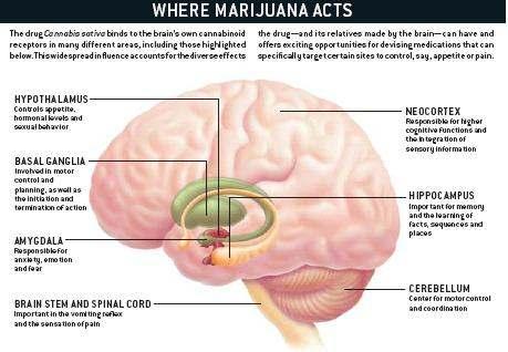 Marijuana has effects on short-term memory, thought processes, mood, attention