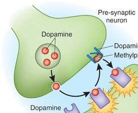 increases dopamine