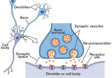 Neuron Physiology Neurons are highly irritable. When a neuron is adequately stimulated, an electrical impulse is generated and conducted along the axon.