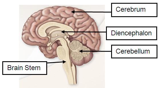 motor area consciously olfactory sensory information move skeletal muscles from skin and skeletal Broca s area ability to speak muscle Lateralization of Cortical