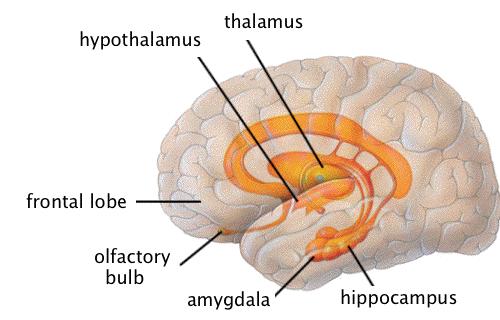 Cerebral medulla inner surface consist of WHITE MATTER (myelinated fiber tracts); responsible for communication between cerebral areas and between the cerebral cortex and lower CNS centers.