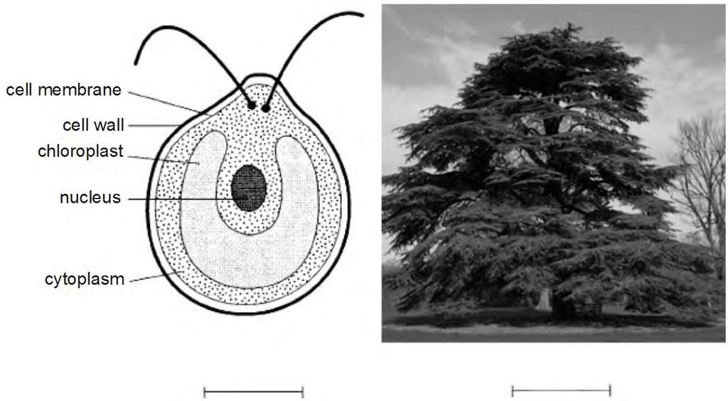 17. Fig. 1 shows the structure of a single-celled organism called Chlamydomonas which shares many features with plant cells. Fig. 2 shows a cedar tree.