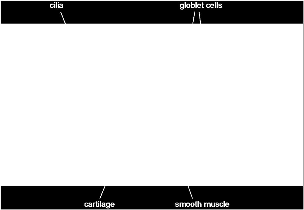 The different parts of the gaseous exchange system, such as the bronchi, show structural