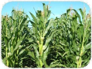 Raw materials Water soluble Maize Zea mays, cv Ronaldino 15-20 tn / ha /a Requires strong