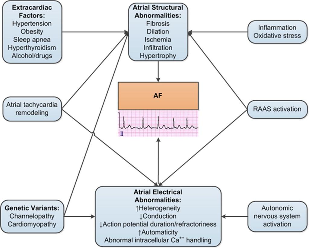 Mechanisms of AF.