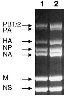 NGS of AIV o Targeted RT-PCR amplification of genome