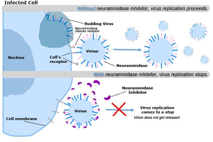 In vitro evolution of a LPAI H5N1 in presence of oseltamivir (neuraminidase inhibitor)