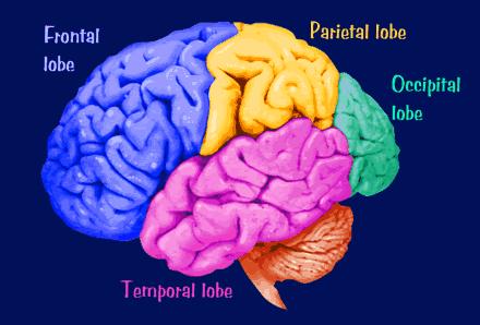 Basic Functions of the Brain Frontal Lobe: The frontal lobe is tasked with the duty of performing functions like expressive language, reasoning, higher level cognition and motor skills.