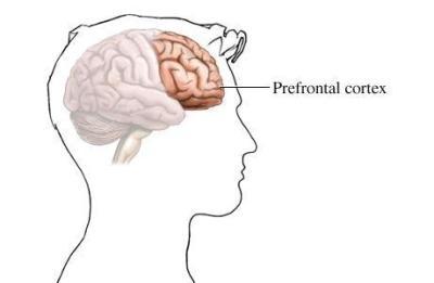 Adolescent Brain Development FUN FACT ABOUT BRAIN DEVELOPMENT -Right behind your forehead is the Pre-Frontal Lobe.