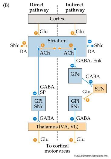 Striatal projection neurons for both pathways are made up of inhibitory spiny neurons containing the neurotransmitter GABA.