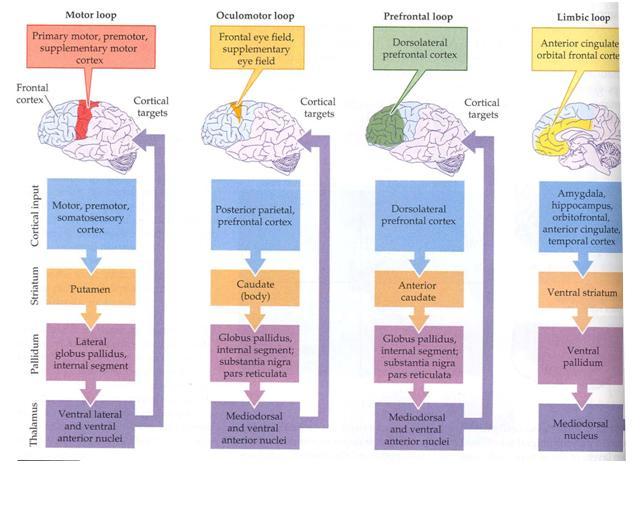 Parallel Basal Ganglia Pathways The basal ganglia contain four parallel channels of information processing for different functions. These include the motor, oculomotor, prefrontal and limbic channels.