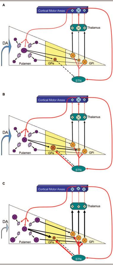 cell surface and inhibition by acting at presynaptic D2 receptors.