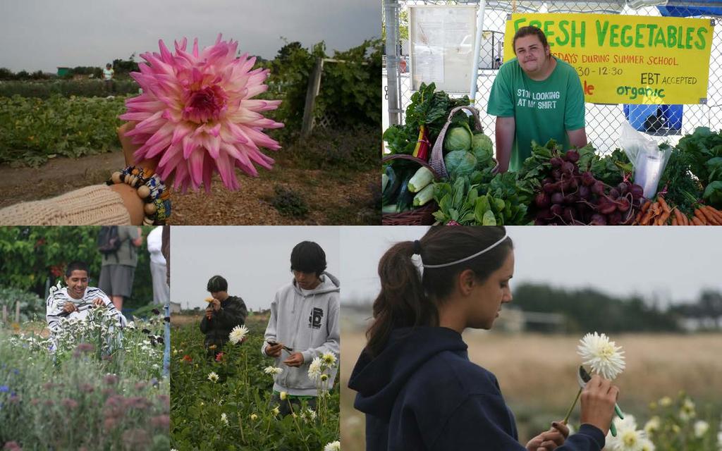 For Community: Grew, harvested, and distributed 960 pounds of fresh organic veggies from the FoodWhat Farm to low-income families in Beach Flats Provided 441 community service hours at the Homeless