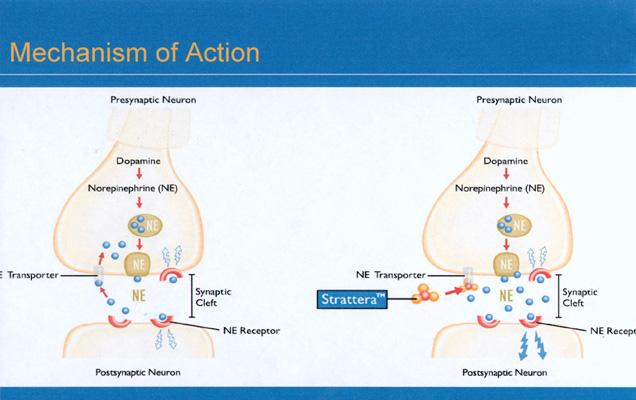 Alpha 2 Agonists Mechanism: alpha 2 stimulants cause the presynaptic
