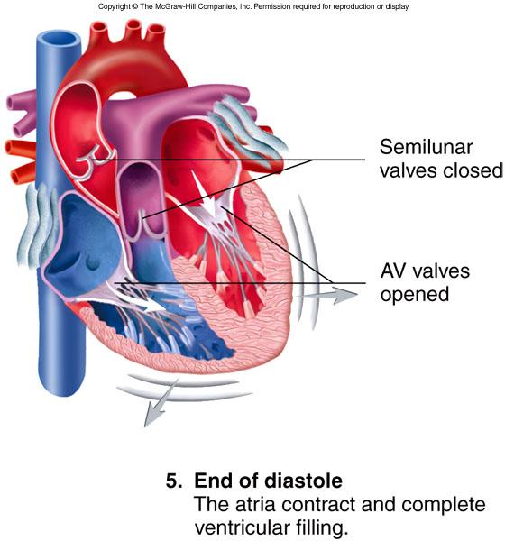 Cardiac cycle: 5 Diastole ends Atria