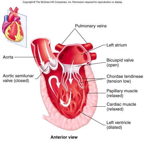 Valves prevent backflow Blood in aorta is @ higher pressure than