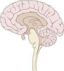 Brain-Gut Axis overview HUMORAL